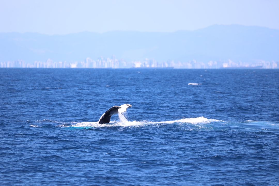 black and white whale on blue sea during daytime