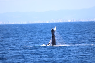 A scenic view of the ocean with whales breaching the water's surface.