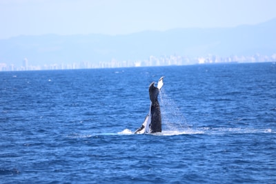 A scenic view of the ocean with whales breaching the water's surface.