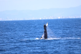 Whale breaching in the ocean, visible from the balcony of the rental unit.