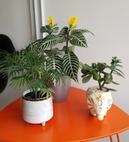 A vibrant arrangement of three potted plants, each with distinct characteristics. The plant at the center features large, dark green leaves with white stripes and bright yellow flowers. To the left, a plant with delicate, feathery green leaves sits in a modern, marble-patterned pot with metallic accents. On the right, a jade plant with thick, round leaves is housed in a whimsical pot shaped like an elephant, adorned with decorative gems.