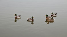three mallard ducks on water