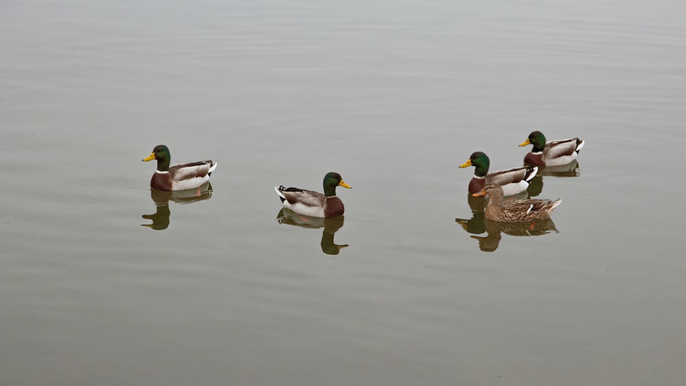 Tres patos reales en el agua