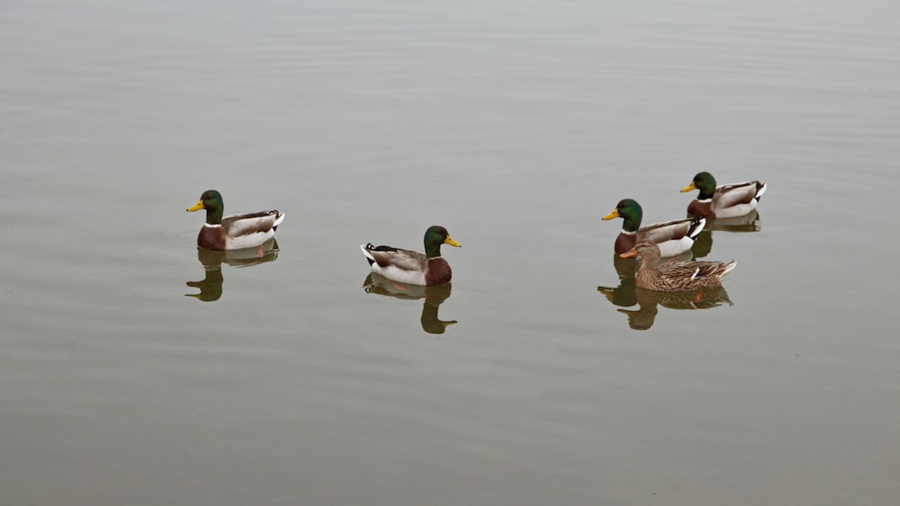 three mallard ducks on water