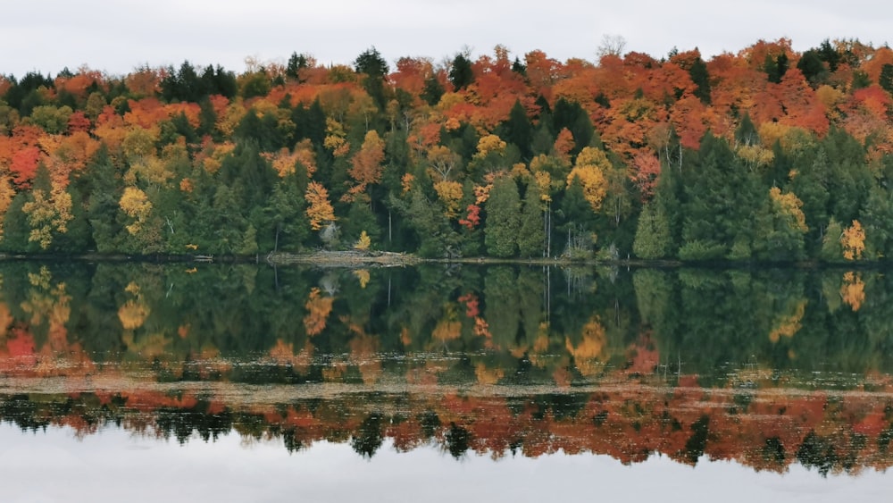 arbres verts et bruns au bord du lac pendant la journée