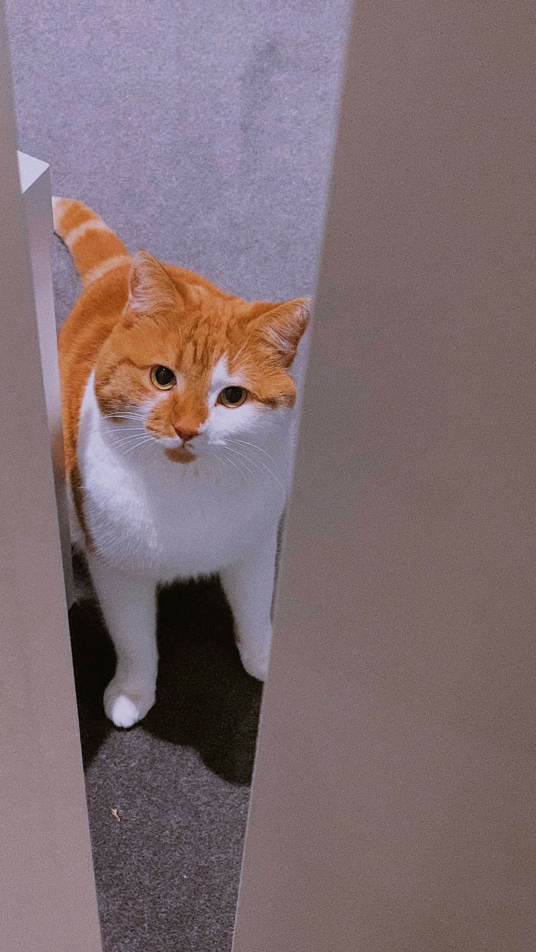 The Mysterious Case of the Closed Bathroom Door (image credits: unsplash)