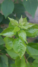 Close-up of fresh green leaves showing healthy agricultural growth