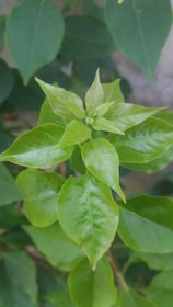 Close-up of fresh green leaves showing no signs of disease after organic fungicide application.