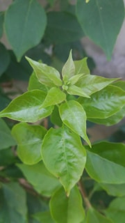 Close-up of vibrant green leaves and healthy bark after expert tree care service.