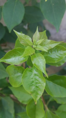Close-up of vibrant green leaves and healthy bark after expert tree care service.
