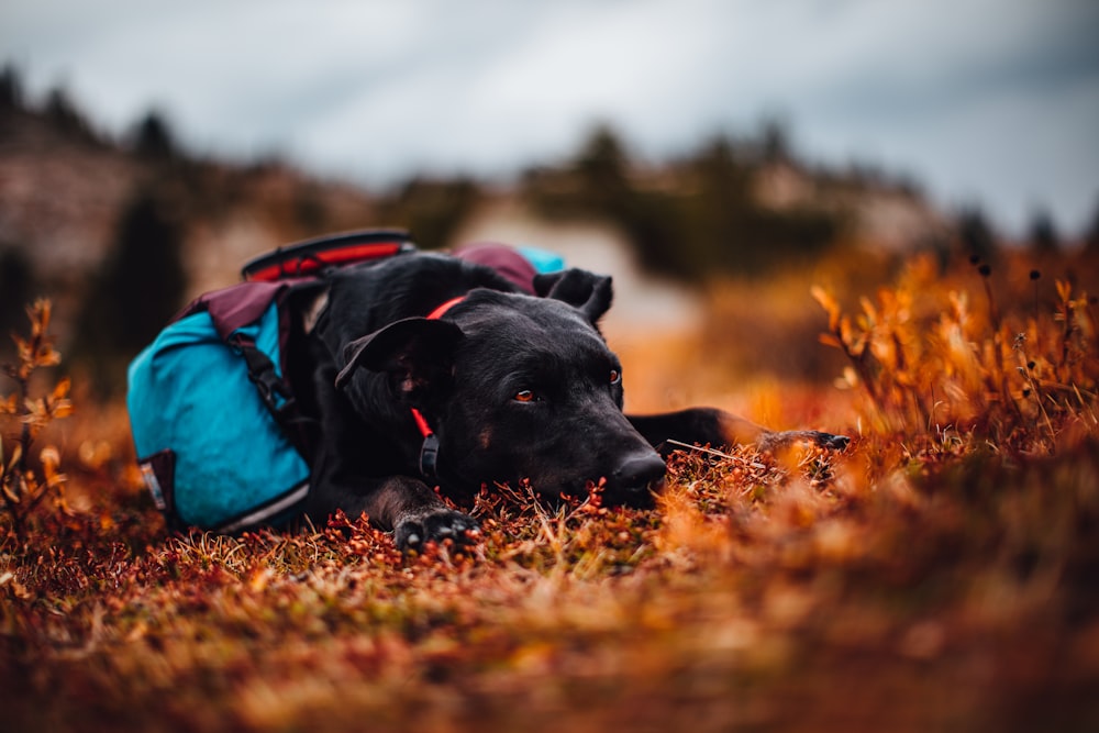black labrador retriever lying on ground covered with blue and red textile