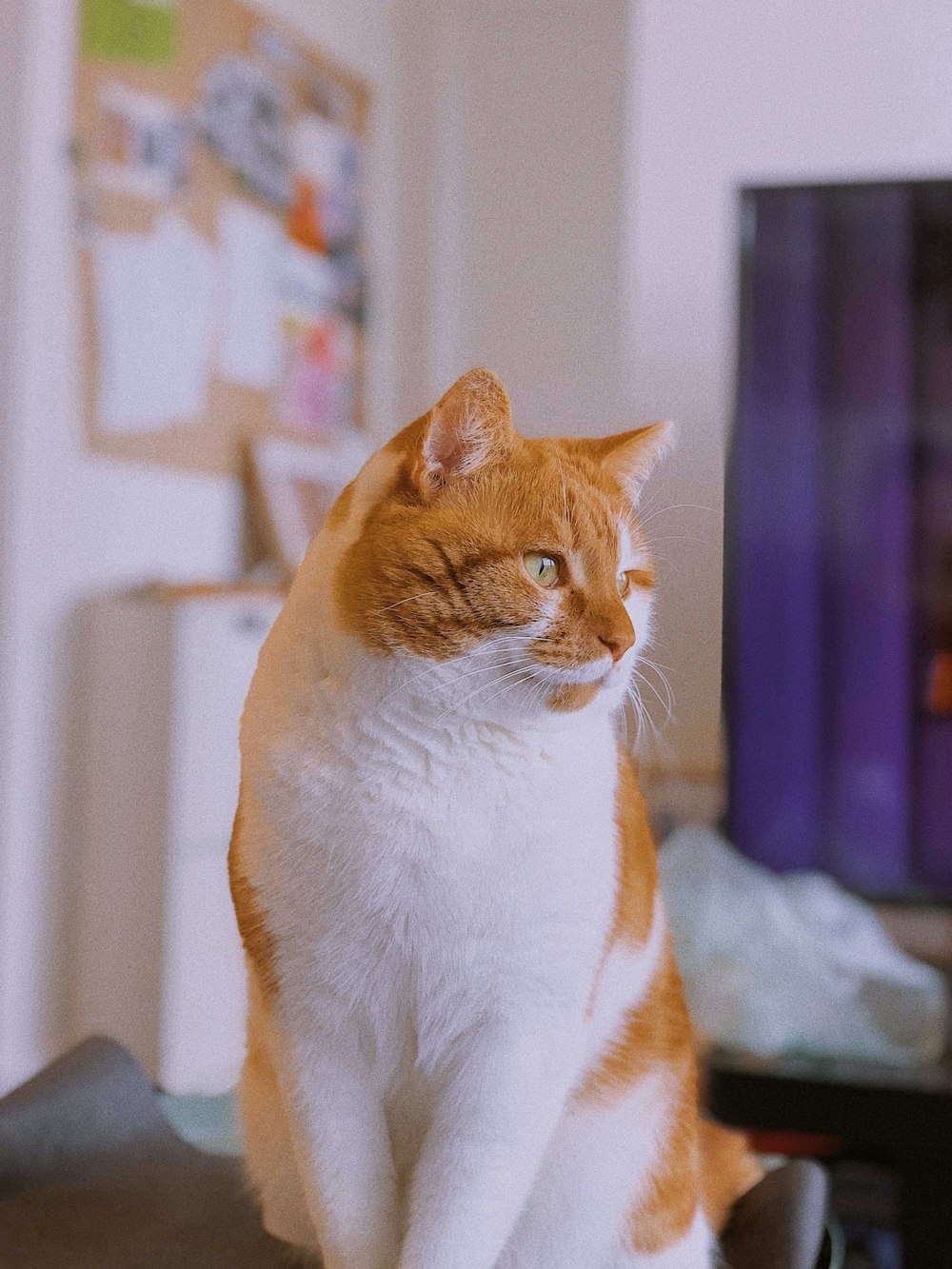 orange and white cat on white textile