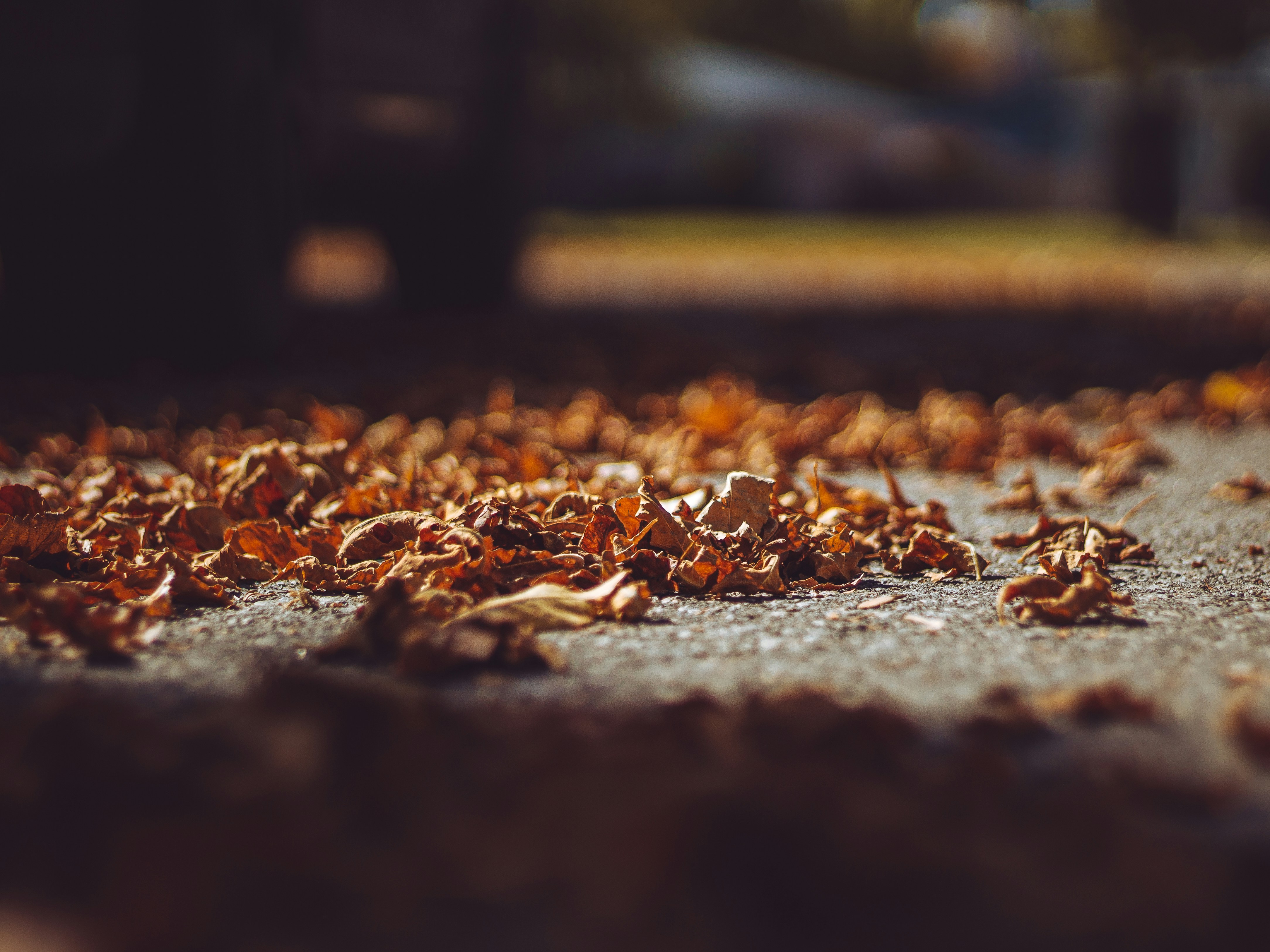 Photo by jobankhangura