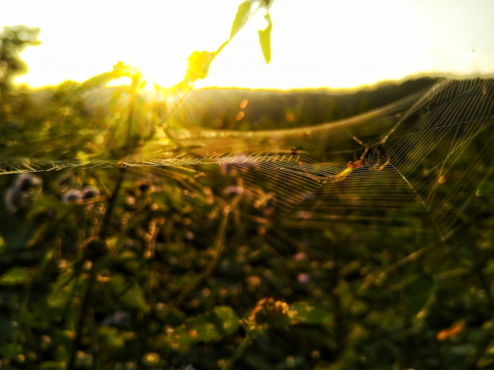 toile d’araignée sur l’herbe verte pendant la journée