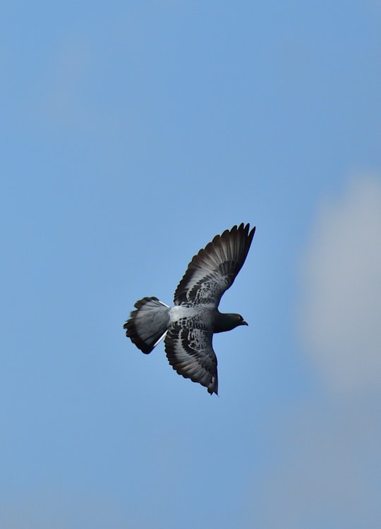 black billed gull flying during daytime in Chembur India