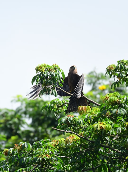 black bird on tree branch during daytime in Chembur India