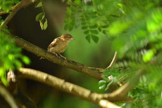 brown bird on tree branch during daytime in Chembur India