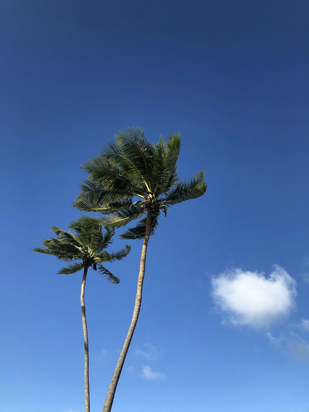 Palmera verde bajo el cielo azul durante el día