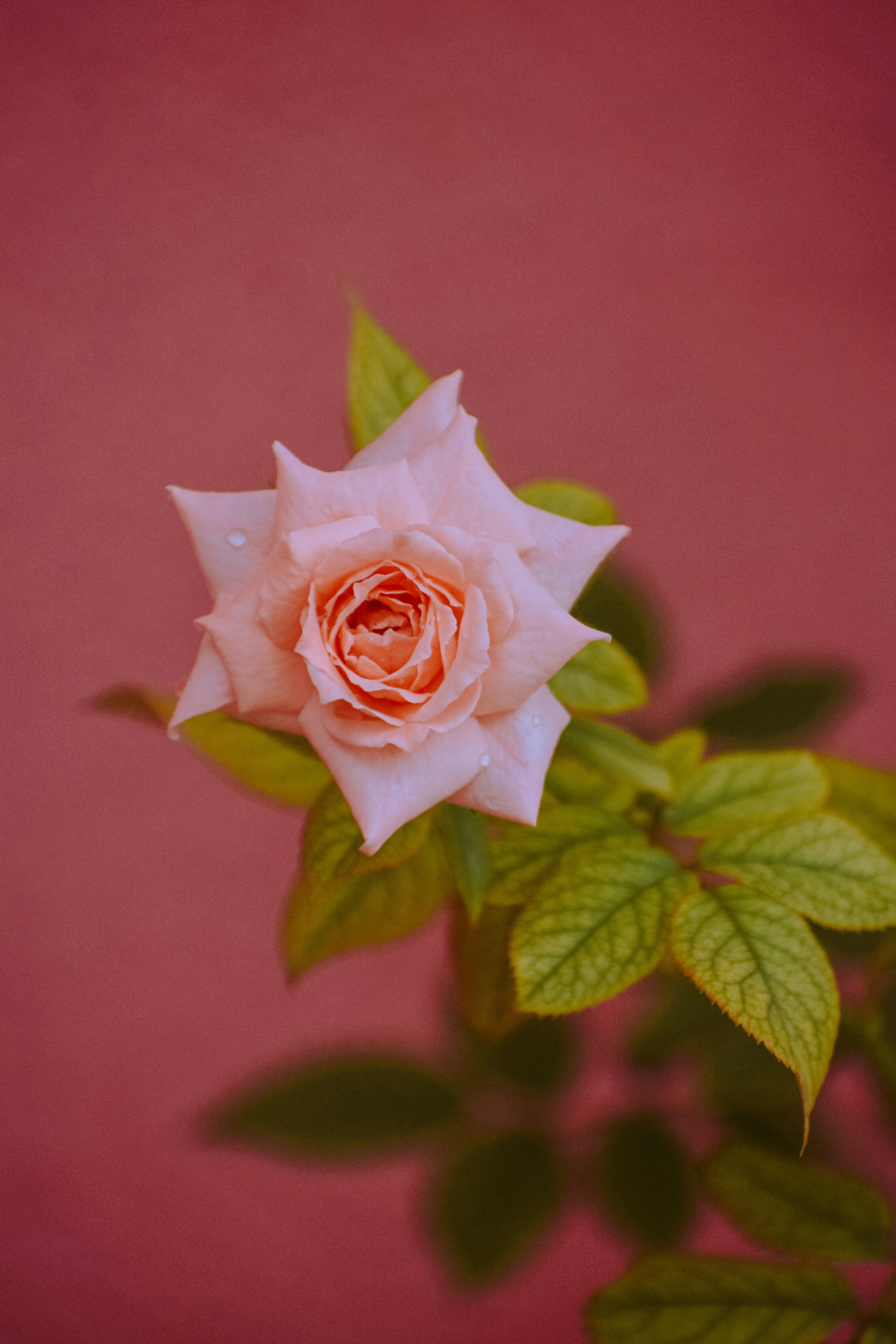 A Rose Pictures | Download Free Images on Unsplash