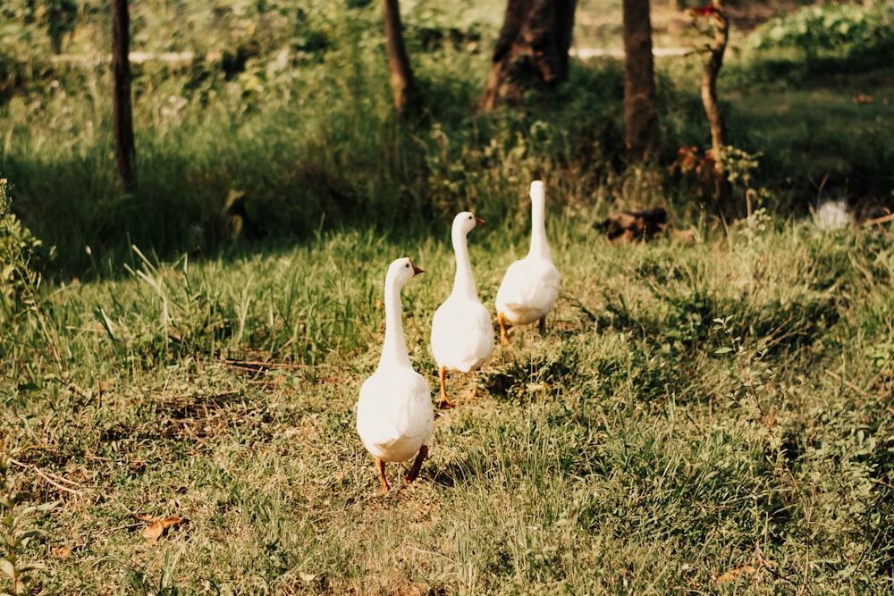 Weiße Ente auf grünem Rasen tagsüber