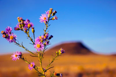 Close-up of wild desert flowers blooming near the lodge pathways.
