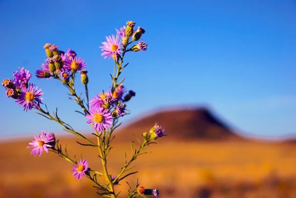 Close-up of vibrant wildflowers blooming against the desert backdrop