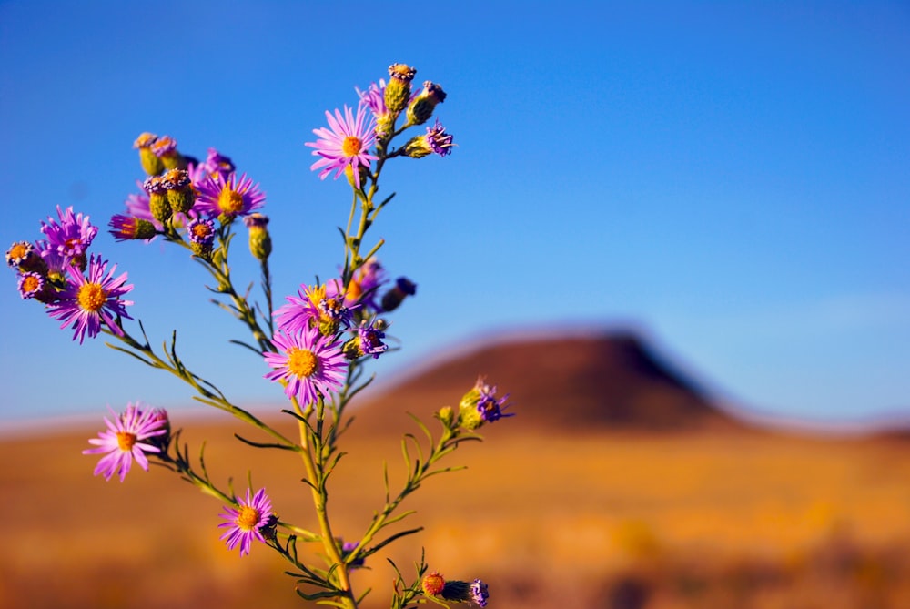 purple and yellow flower in tilt shift lens