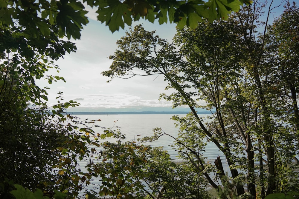 green tree near body of water during daytime