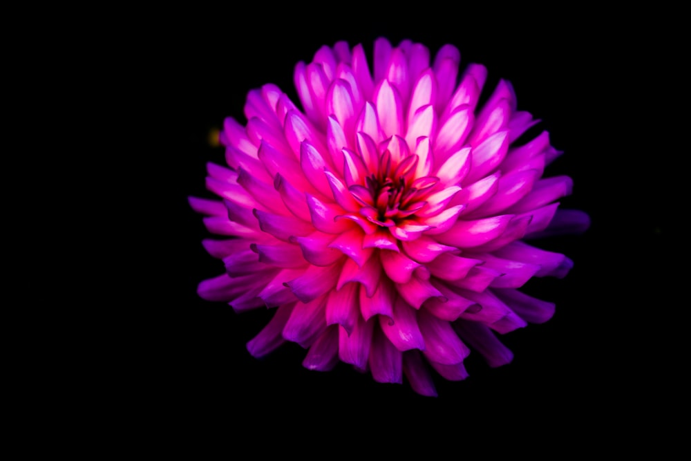 purple and white flower in black background