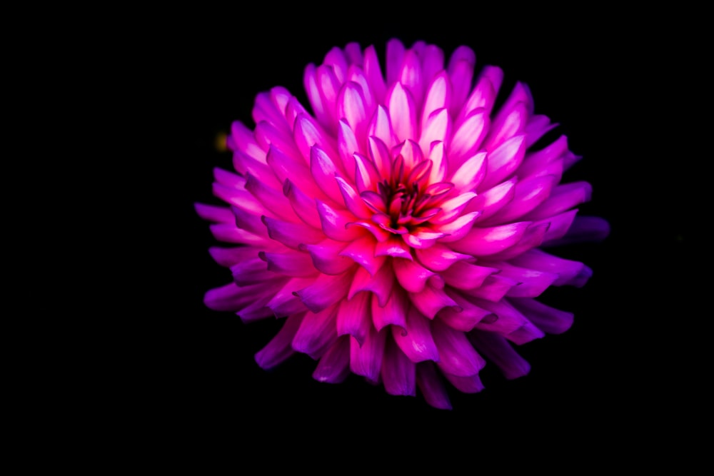 flor púrpura y blanca sobre fondo negro