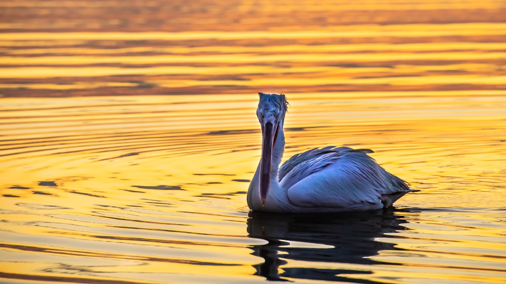 Weißer Pelikan tagsüber auf Gewässern