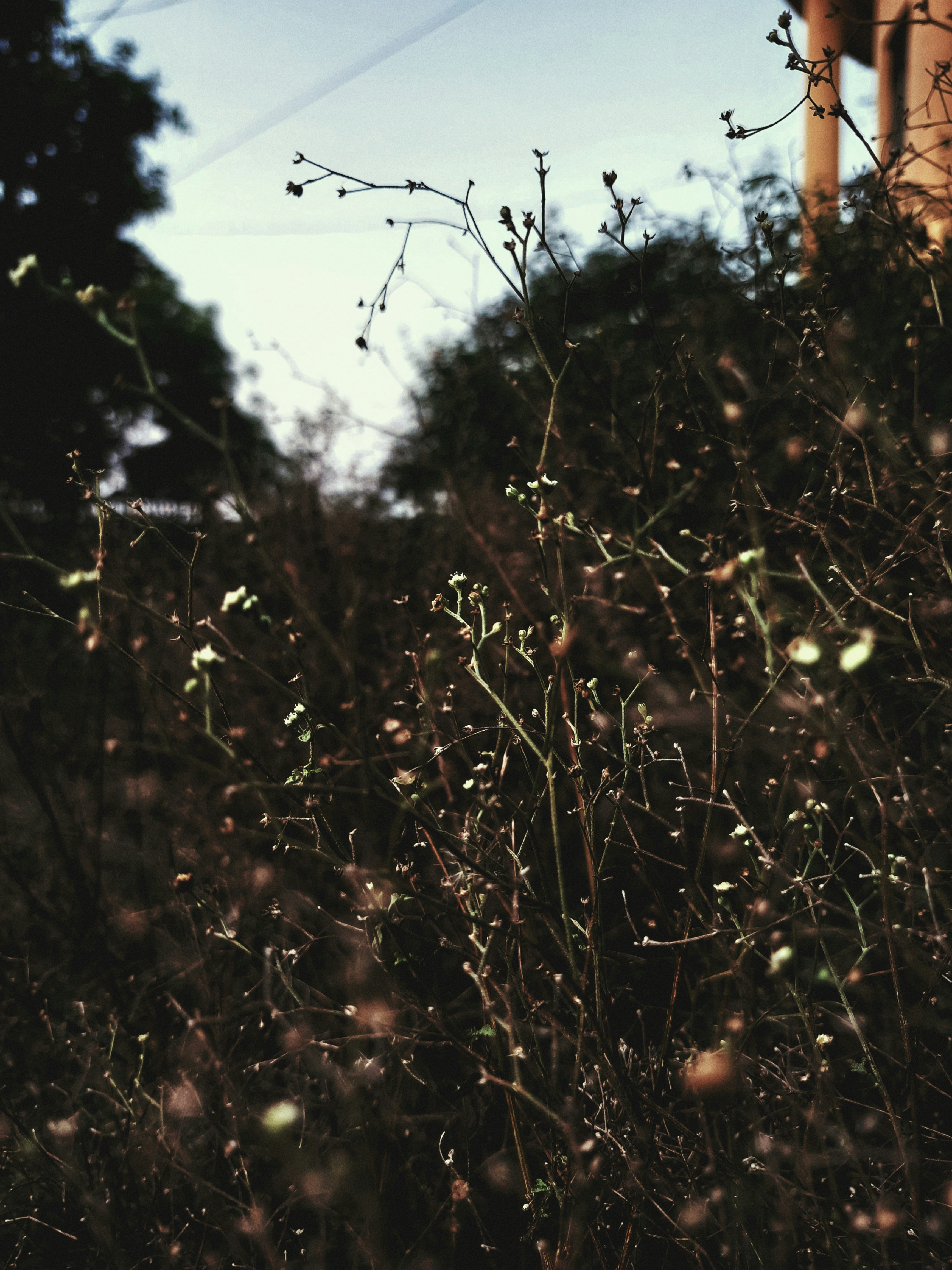 Long grass in ground during sunset.