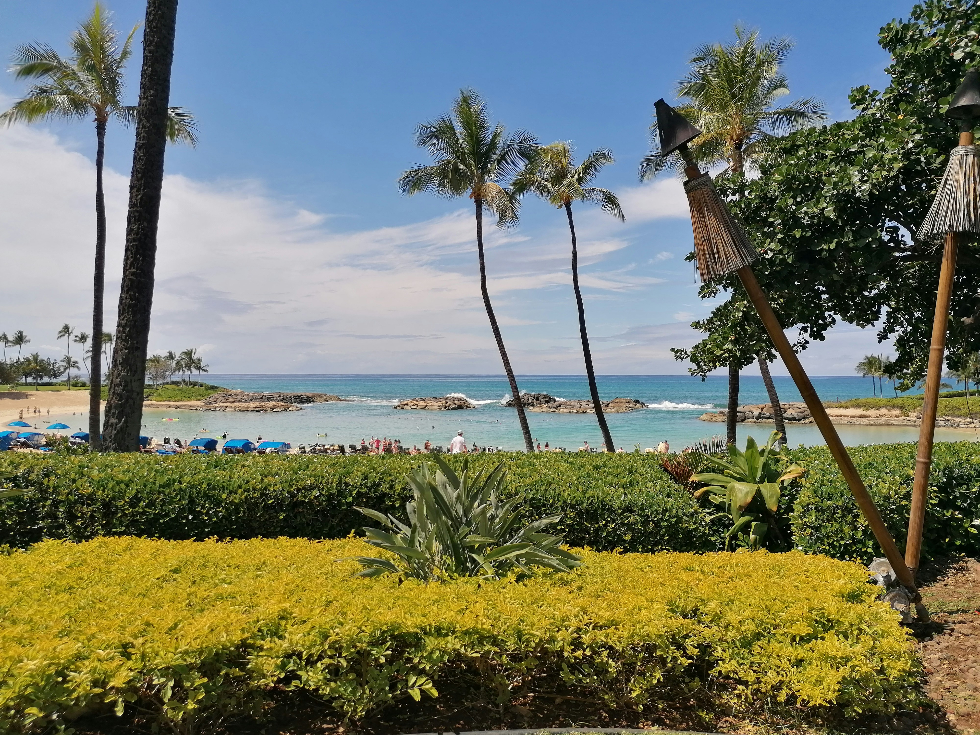 green trees near body of water during daytime, 