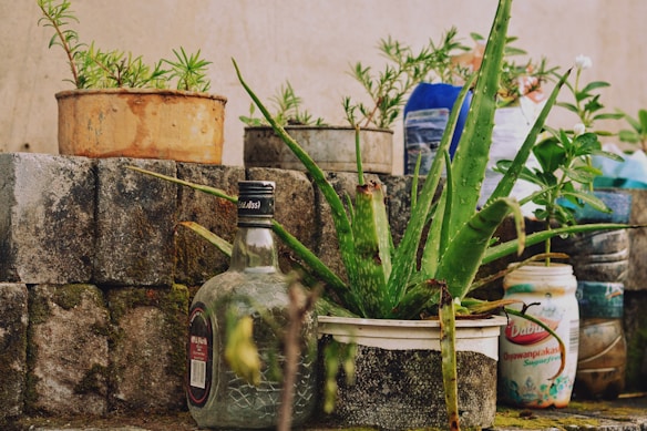 A collection of potted plants and containers arranged on stone blocks. The plants include an aloe vera in a white pot, surrounded by various other green plants in different types of containers. There's an empty glass bottle and a reused jar among the pots, indicating an assortment of upcycled items.