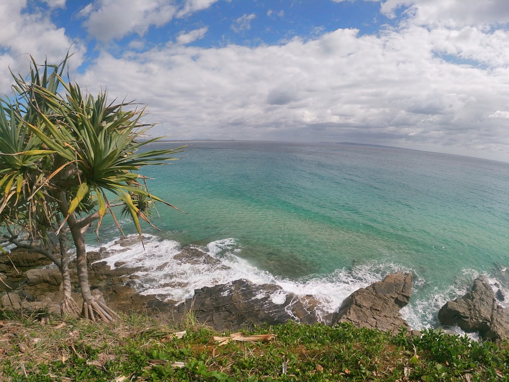 green palm tree near body of water during daytime