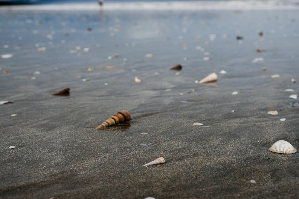 brown and black sea shells on gray sand