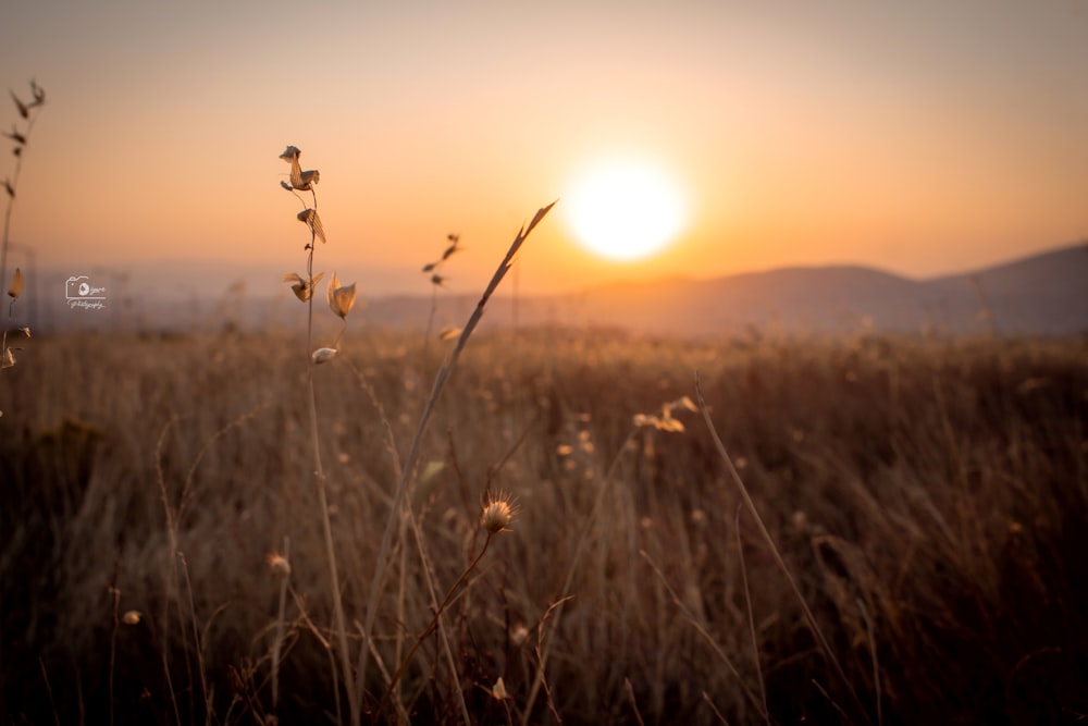 silhouette of grass during sunset