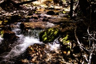 A quiet mountain stream winding through moss-covered rocks under soft, dappled sunlight.