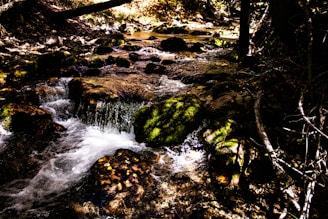 A quiet mountain stream winding through moss-covered rocks under soft, dappled sunlight.