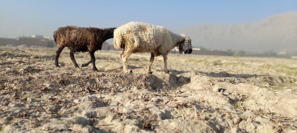 white sheep and black and white sheep on brown sand during daytime
