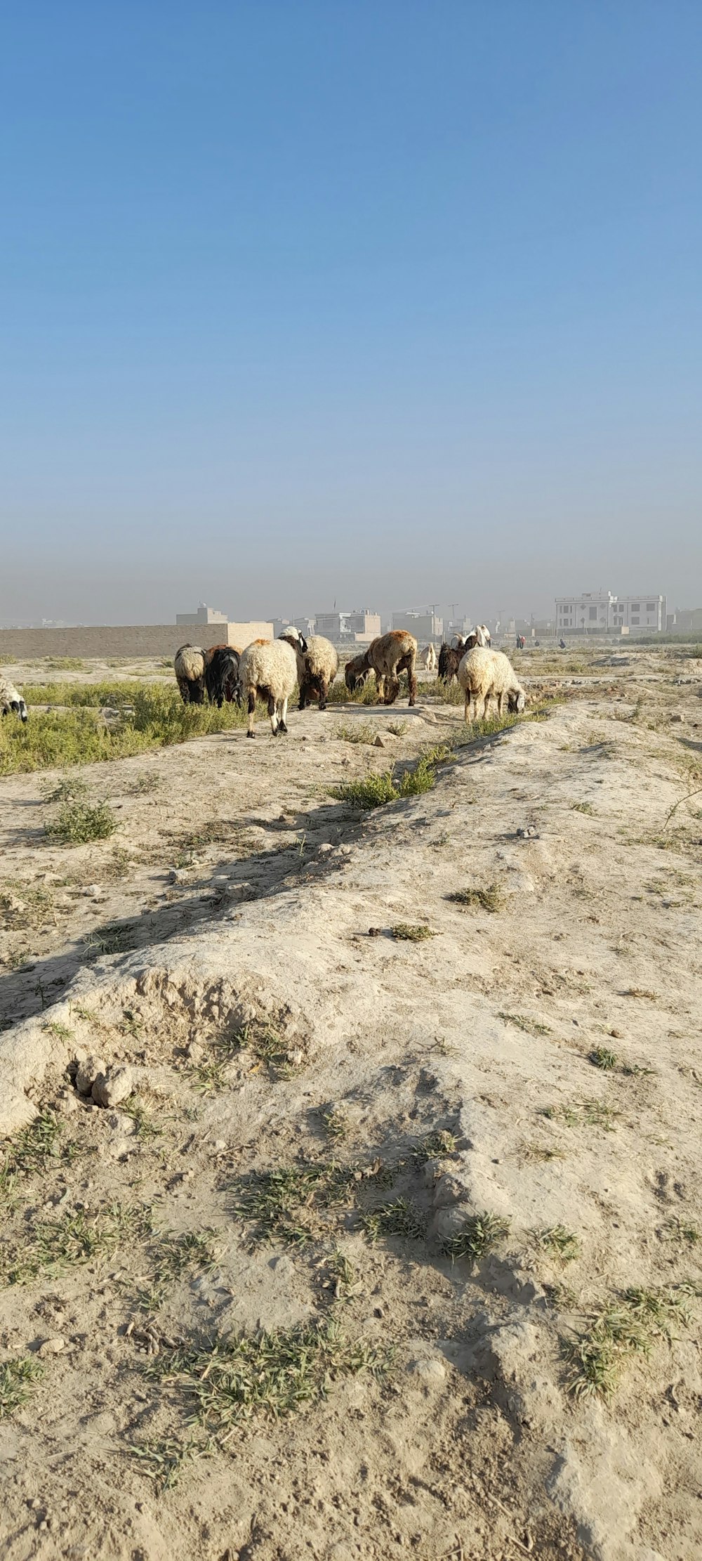herd of sheep on brown sand during daytime