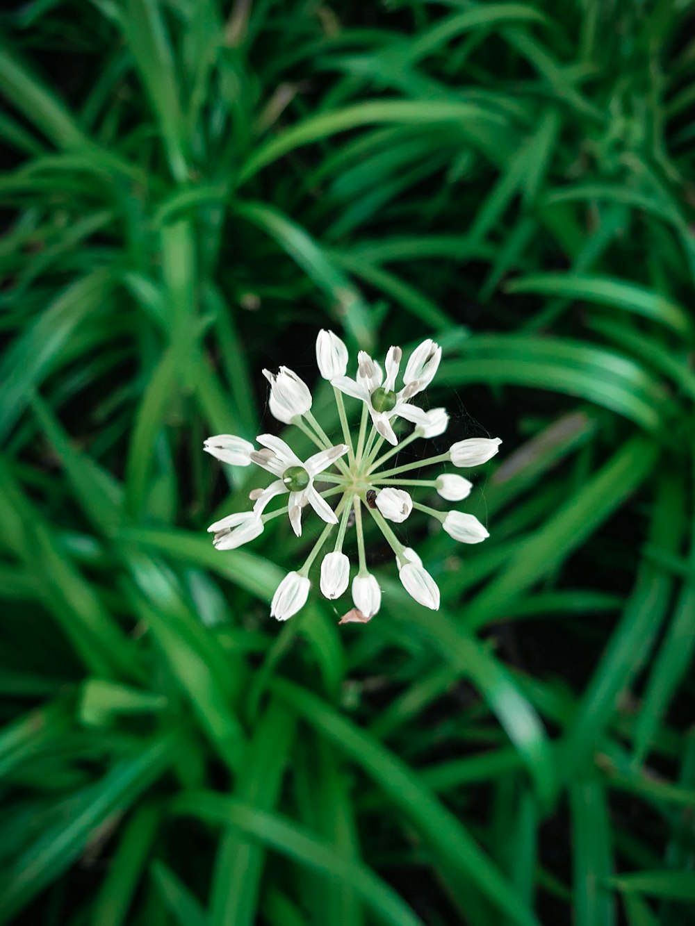 white flowers with green leaves