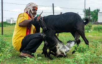 A local farmer proudly standing beside his healthy goats ready for qurban.