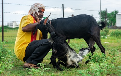 A person wearing a yellow shirt and headscarf kneels on the grass next to a black goat and a baby goat that appears to be nursing. The scene takes place outdoors, with a wire fence and green vegetation in the background.
