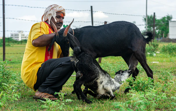 Farm workers gently caring for goats in preparation for Qurbani 2026.