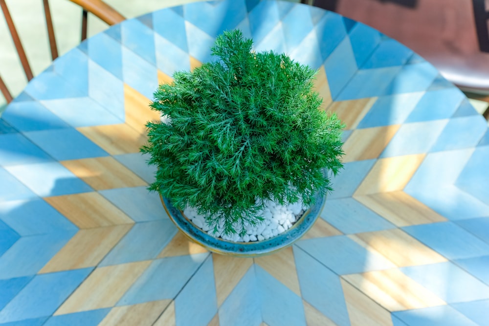 green plant on blue and white checkered round table