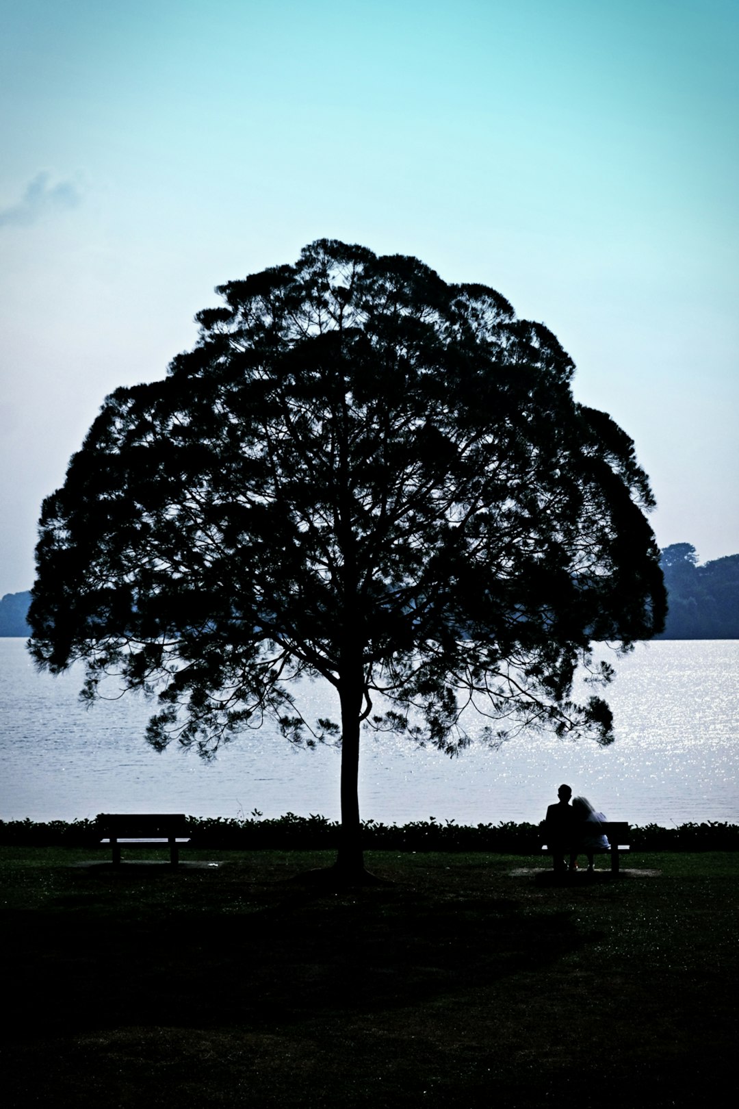 silhouette of people standing near tree during daytime
