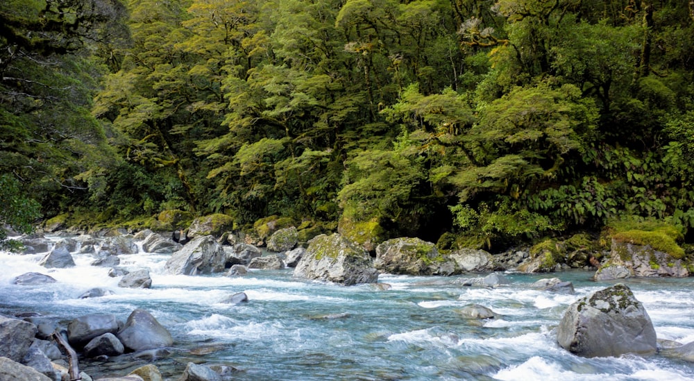 green trees beside river during daytime