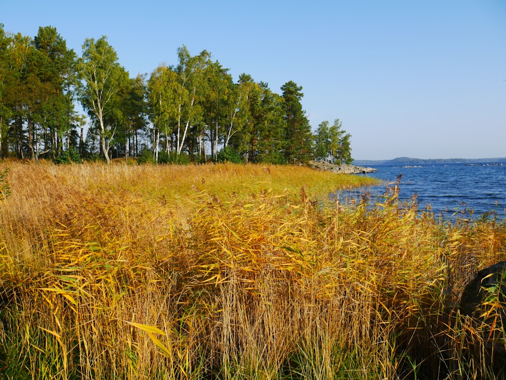 brown grass field near body of water during daytime