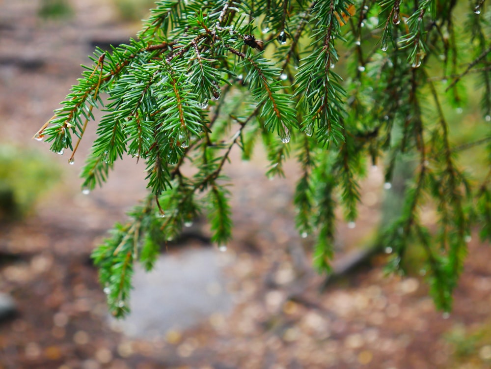 green pine tree leaves on brown soil